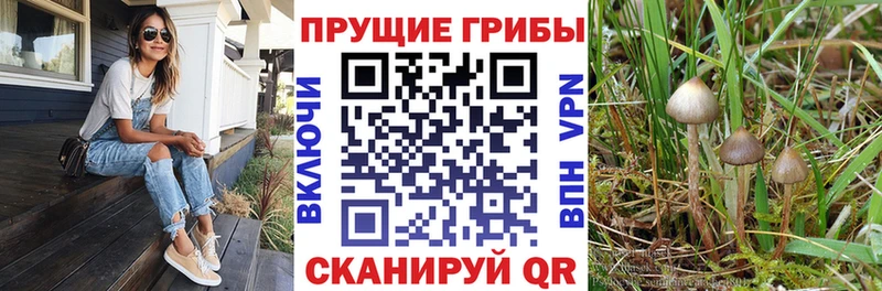 Галлюциногенные грибы Magic Shrooms  где купить наркотик  кракен ССЫЛКА  Новозыбков 